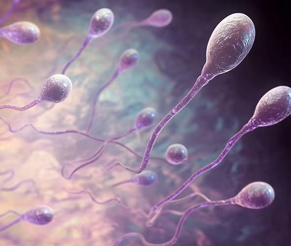 Sperm dysfunction