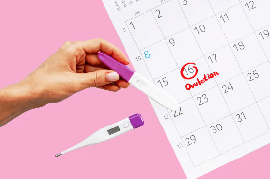 Ovulation calendar